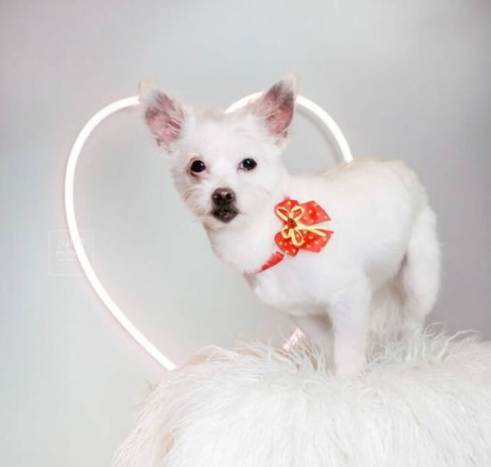 Photo of Sweet Pea