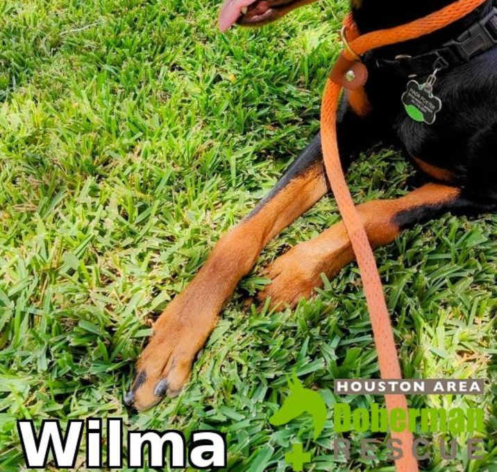 Photo of Wilma
