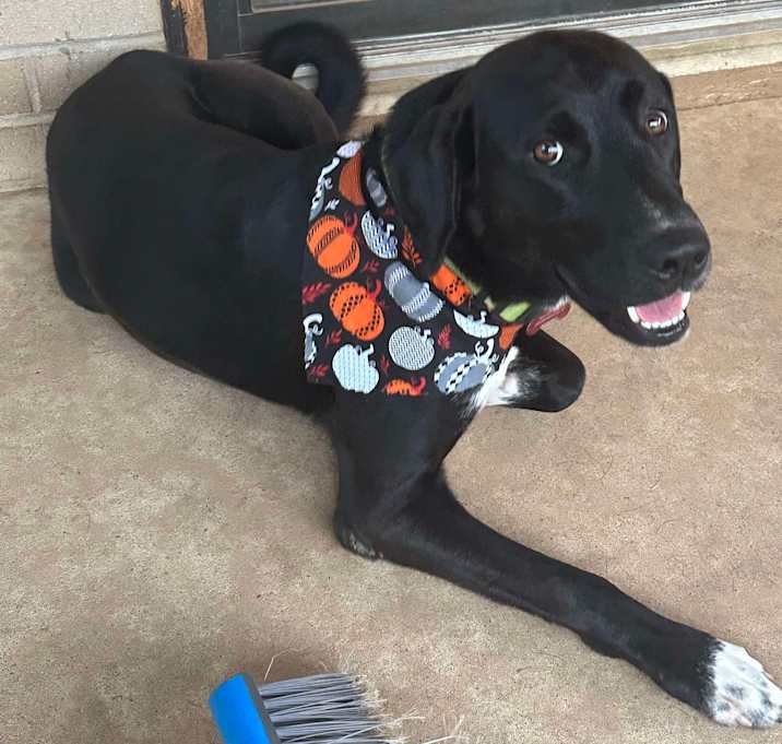 Photo of Buddy