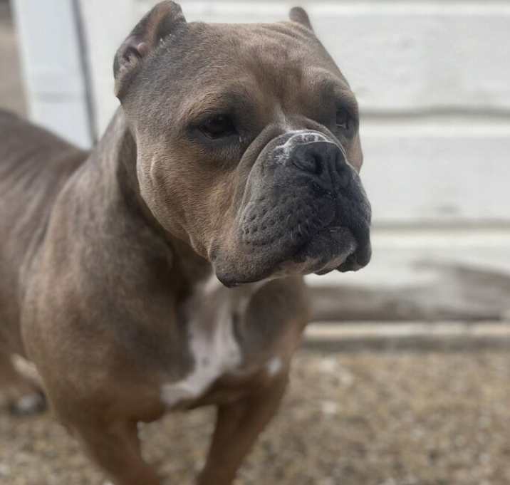 Photo of MORGAN