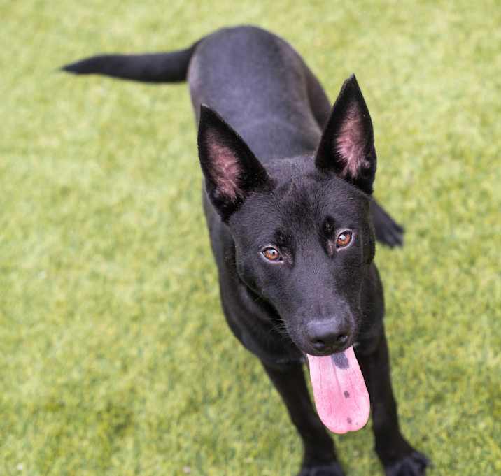 Photo of Ringo