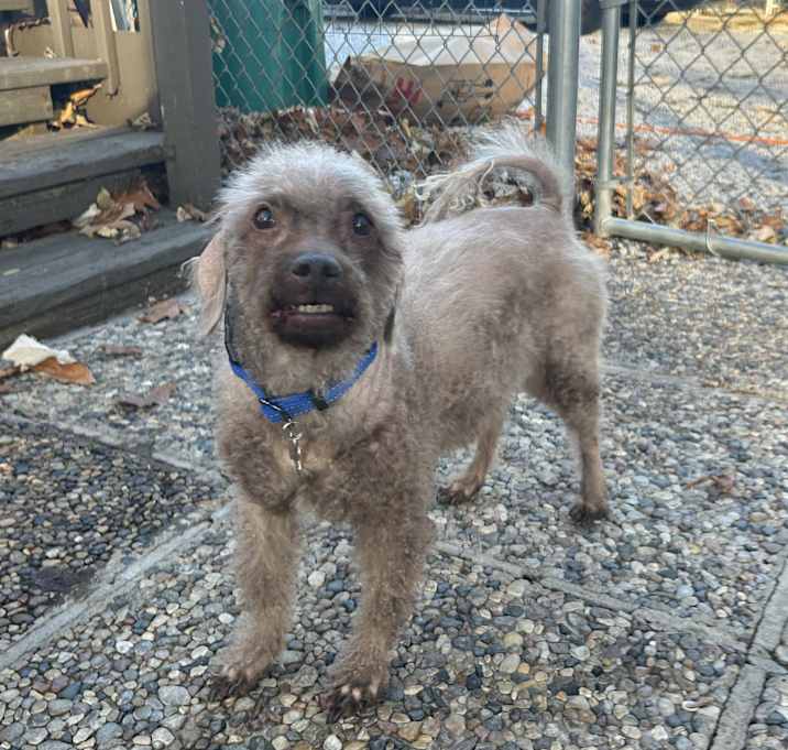Photo of Ziggy 9yr