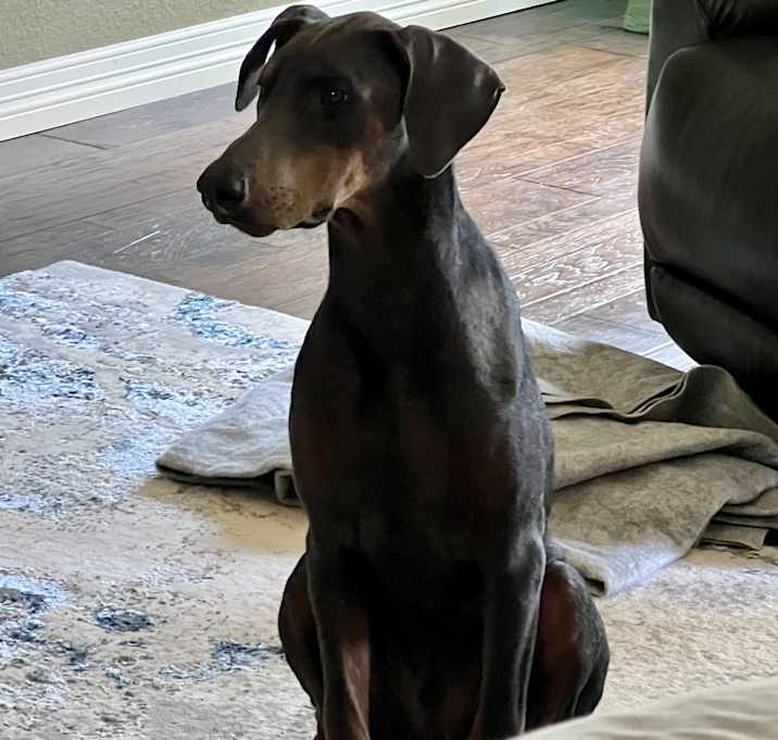 Photo of Ripley
