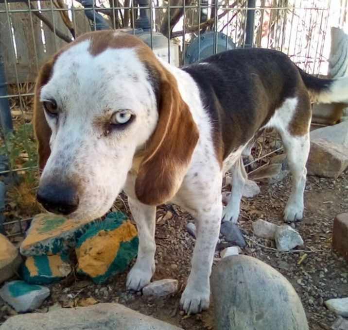 Photo of Spike-ADOPTED 11/16/24