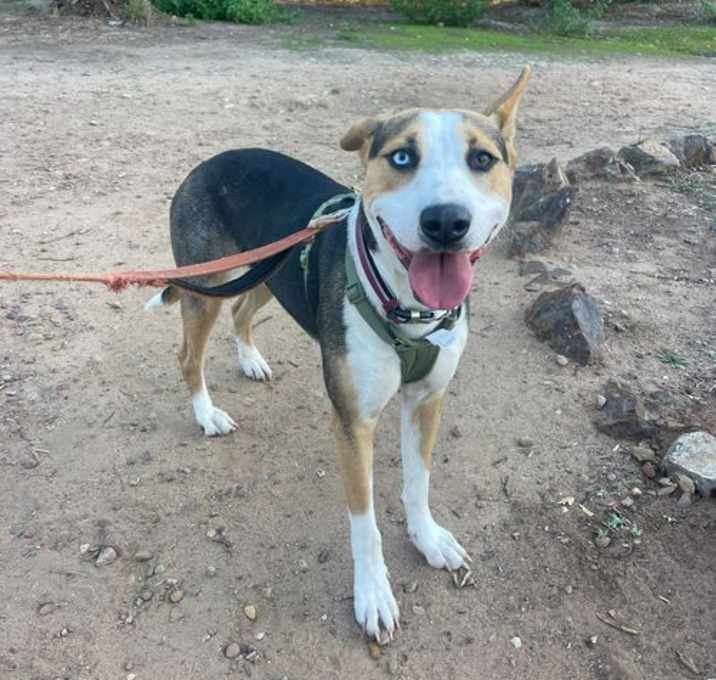 Photo of Stella