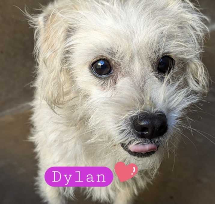 Photo of Dylan