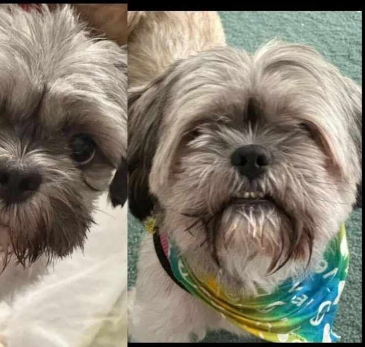 Photo of Mama Coco  and Papa BONDED PAIR  must stay together