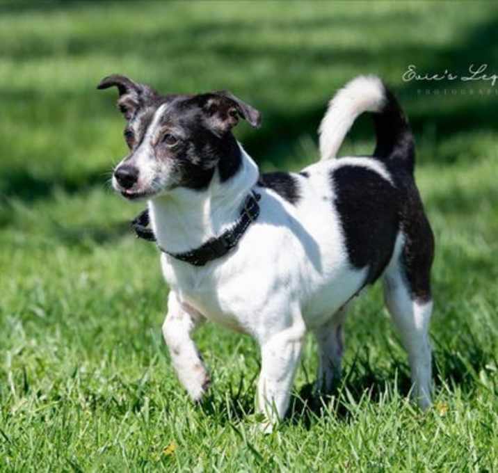 Photo of Daisy (aka Dukes)