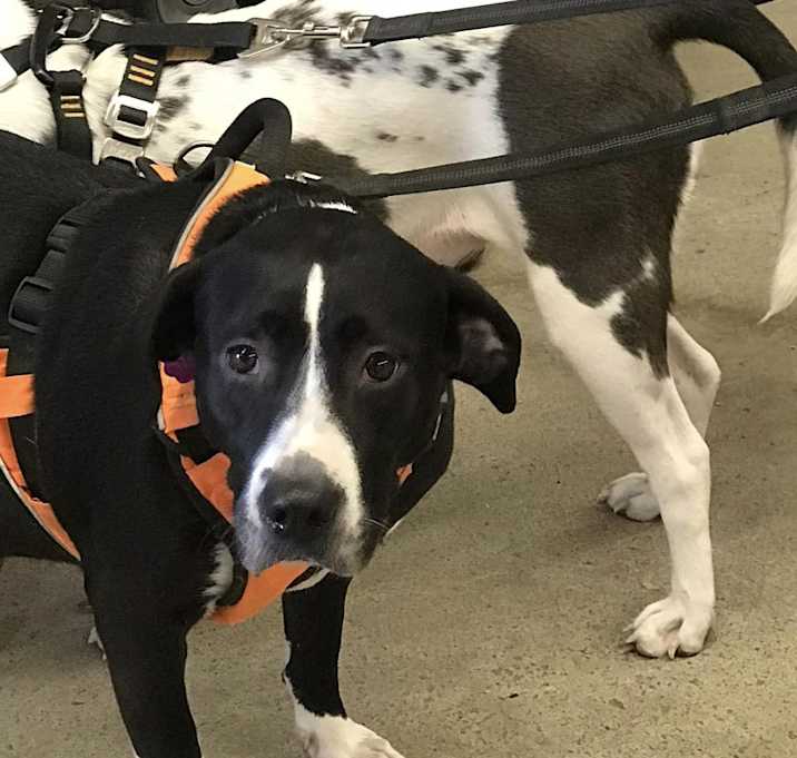 Photo of (Pending Adoption)
