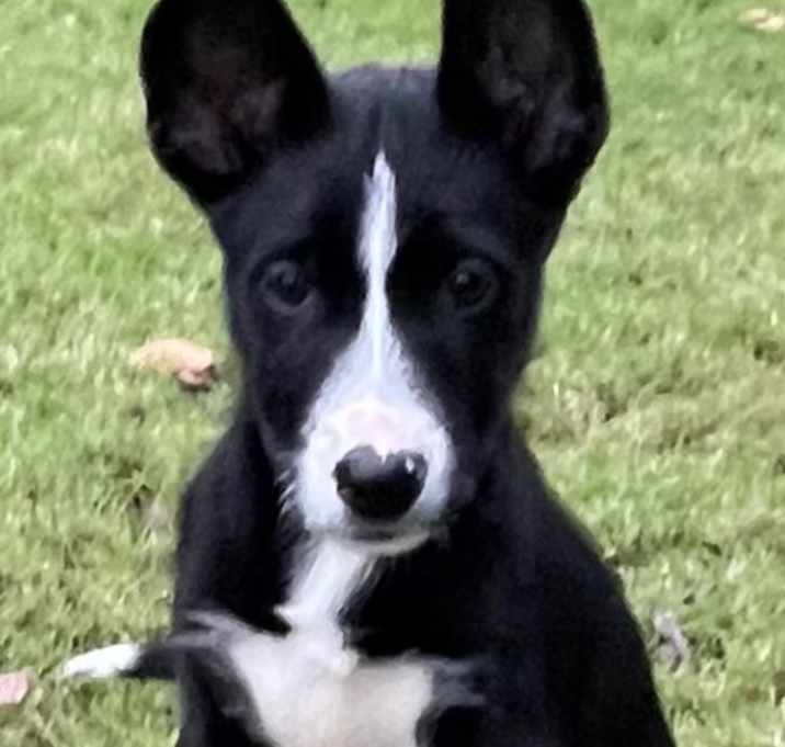 Photo of Foxtrot