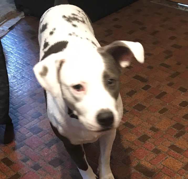 Photo of Spot (Pending Adoption)