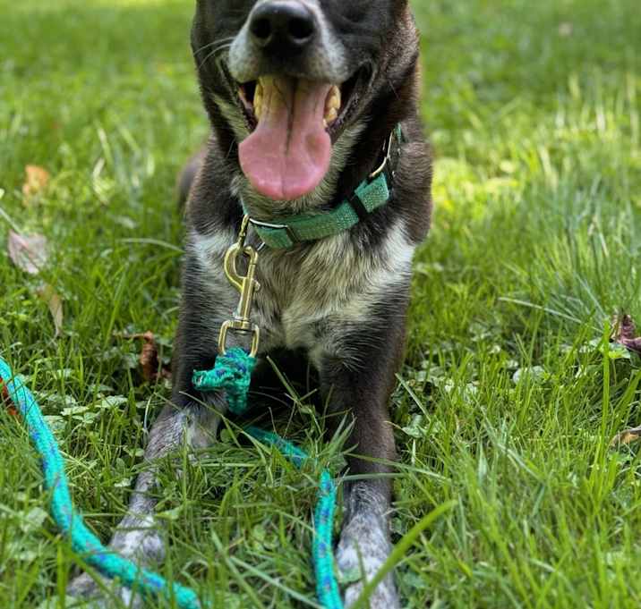 Photo of Milo