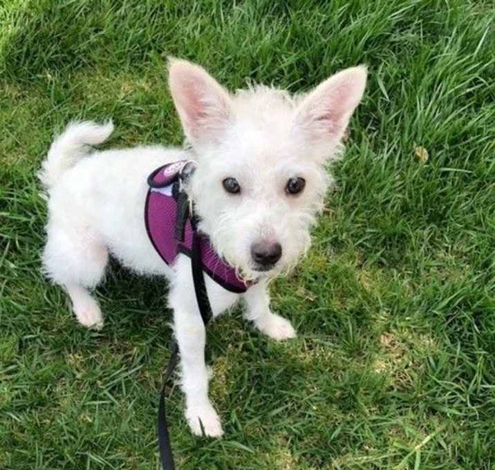 Photo of Toby