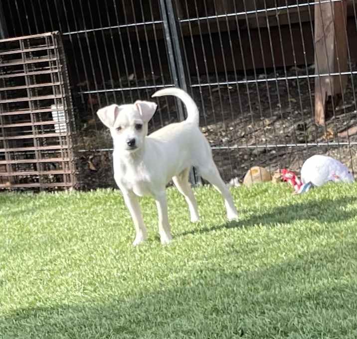 Photo of Louie