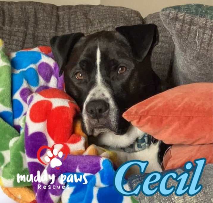 Photo of Cecil (Courtesy Post)