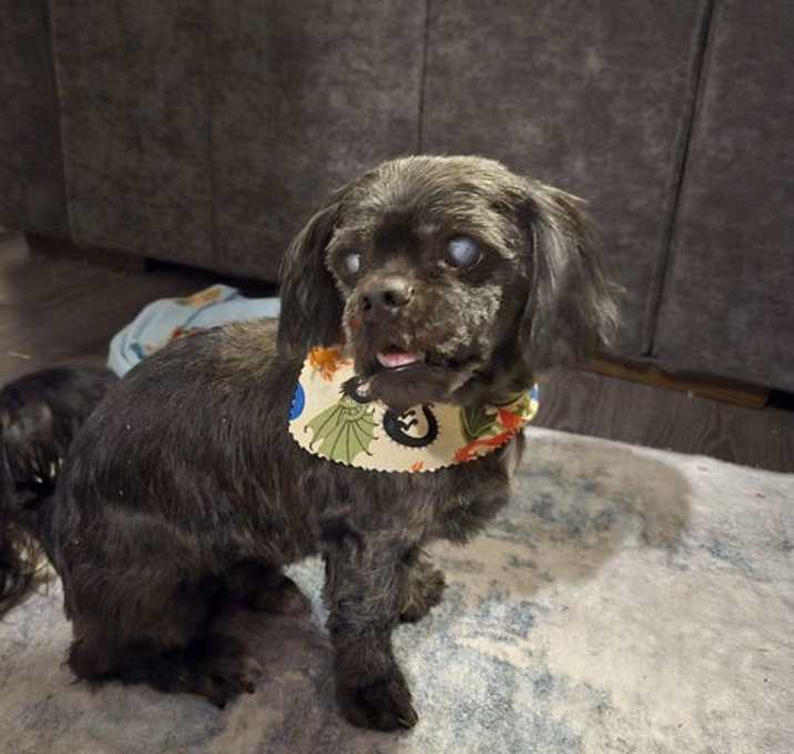 Photo of Mickey *Adoption Pending*