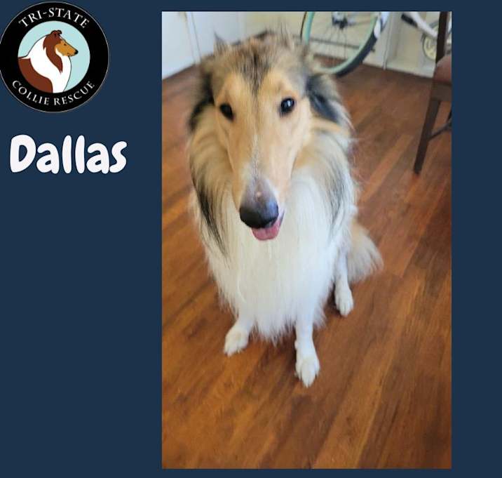 Photo of Dallas