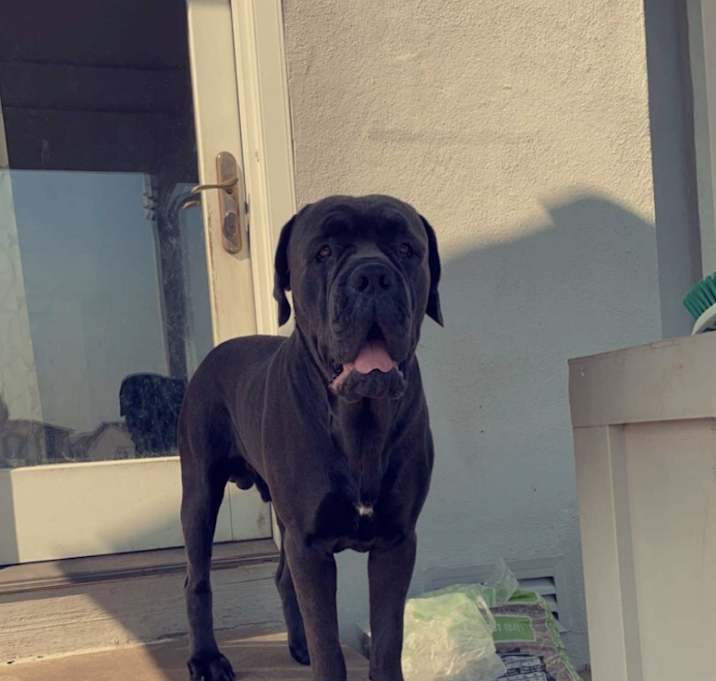 Photo of Kimbo