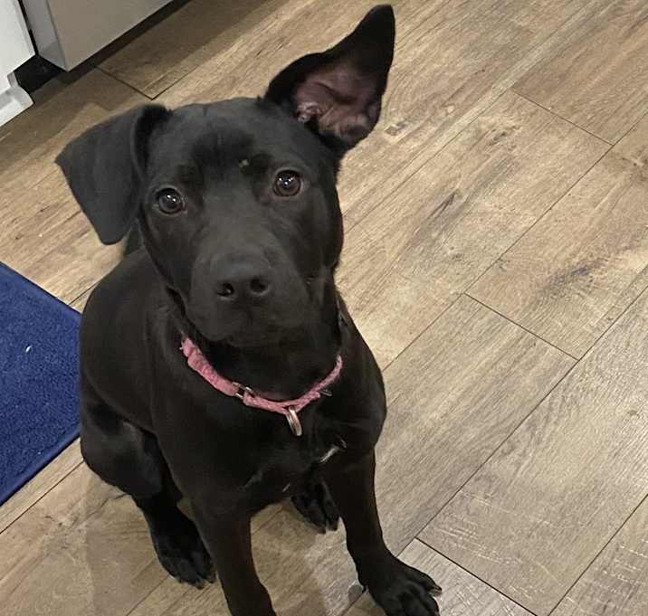 Photo of Seth (In Foster)