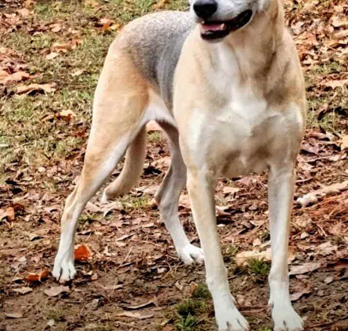 Photo of Sadie