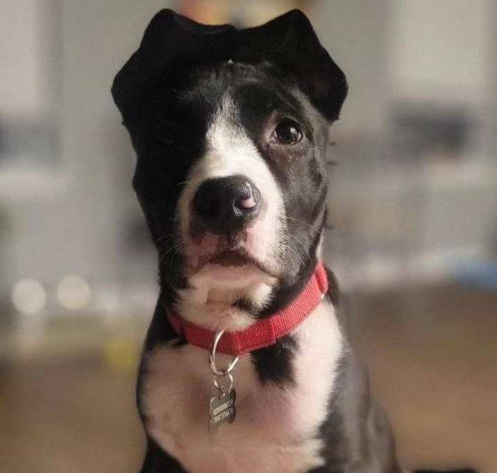 Photo of Gunner