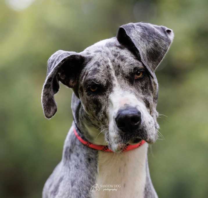 Photo of Nala