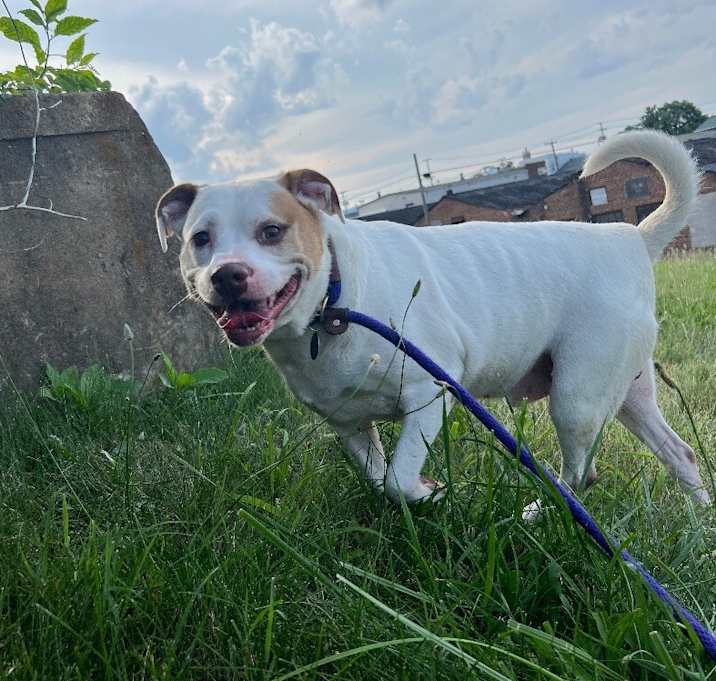 Photo of Rufus