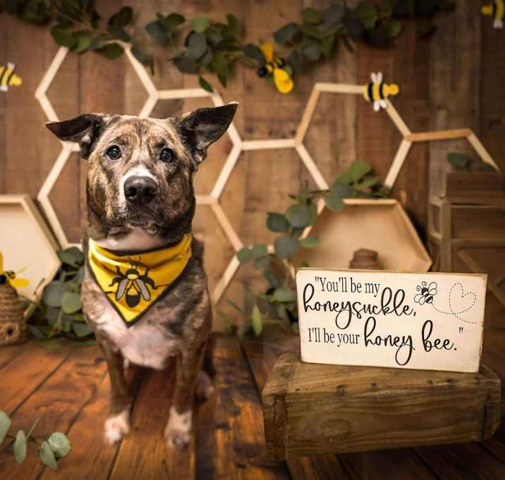 Photo of Honey (24-142 D)