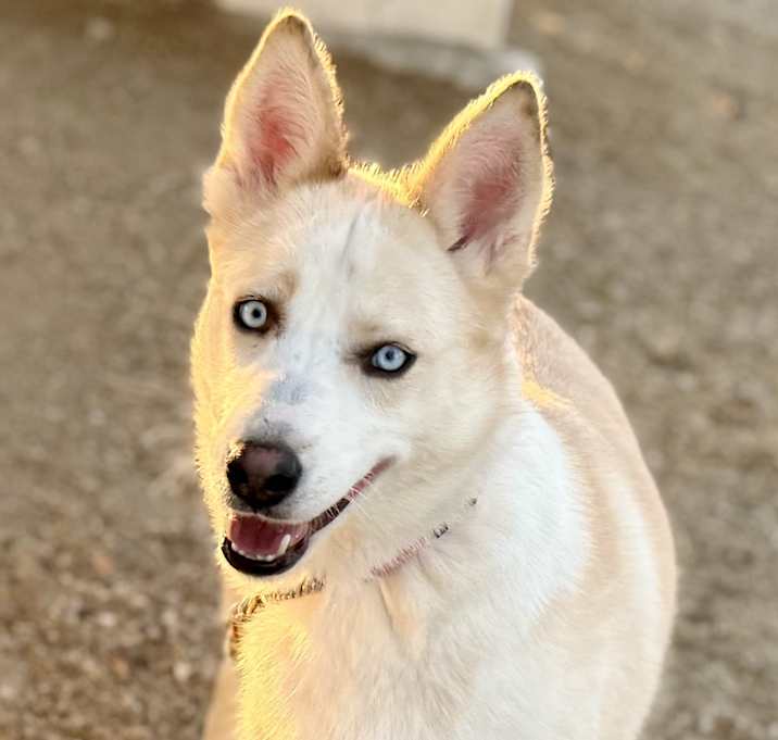 Photo of Cream