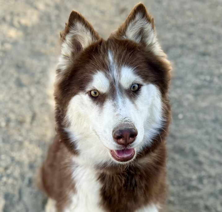 Photo of Golden