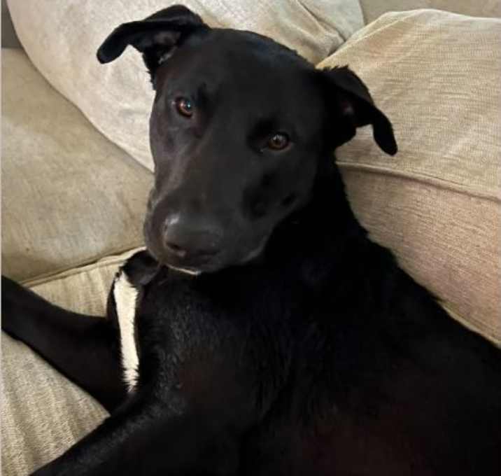 Photo of Onyx