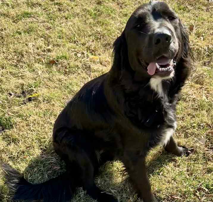 Photo of Stella