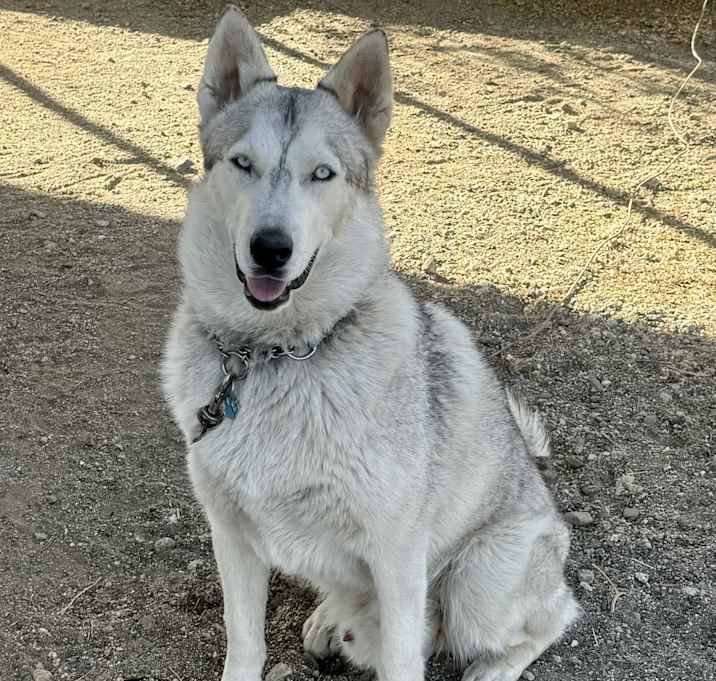 Photo of Cato