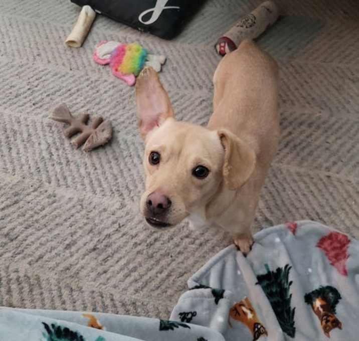 Photo of Walnut PENDING ADOPTION