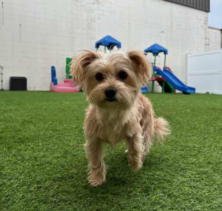 Photo of Cookie
