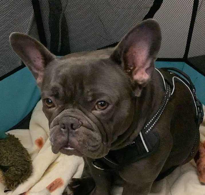 Photo of Star