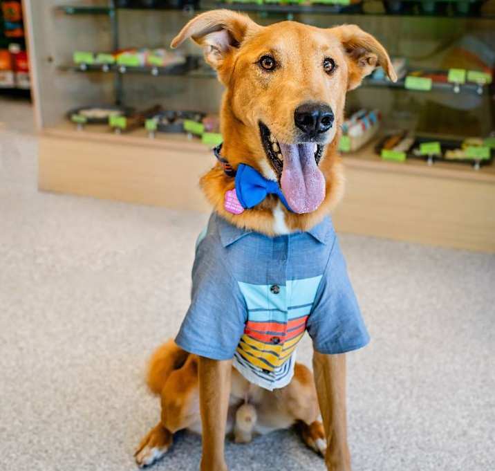 Photo of Cosmo