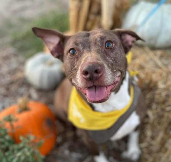 Photo of Aida-A Potatah