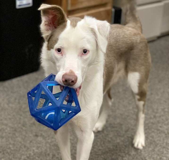 Photo of Winston