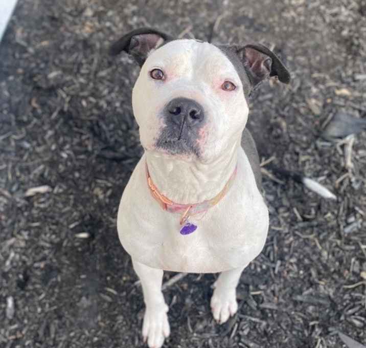 Photo of Pickles