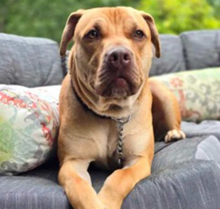 Photo of Scooby