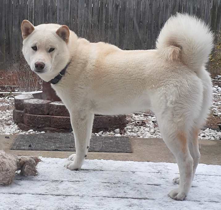 Photo of Ichiban