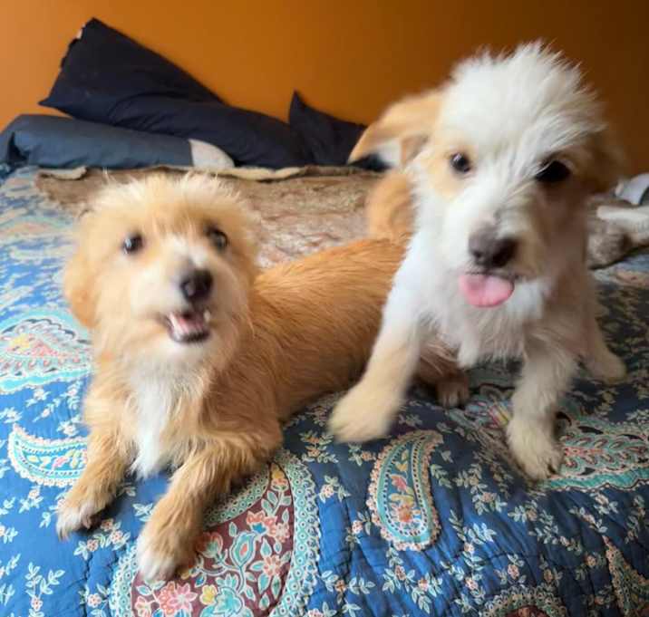 Photo of BONDED LITTLE TERRIERS