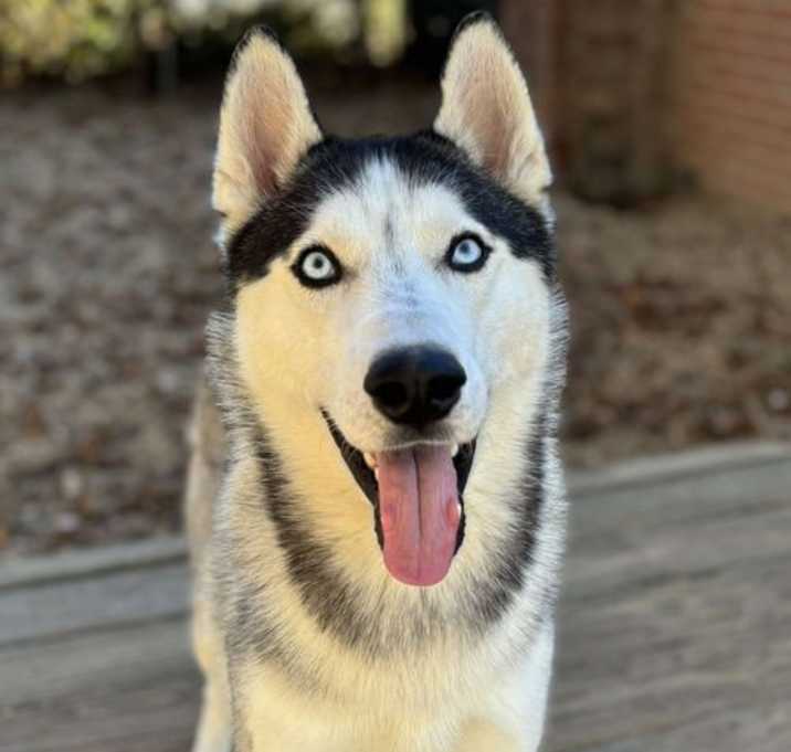 Photo of Lucky