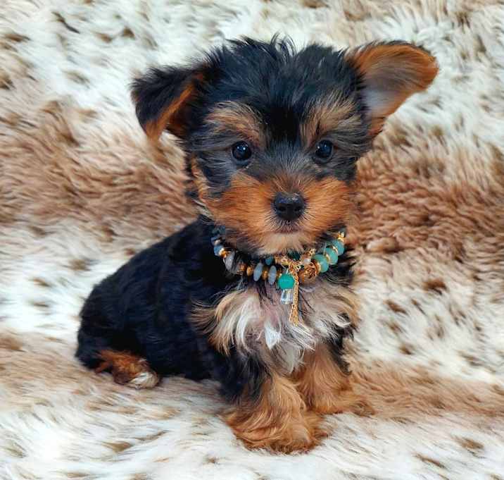 Photo of Bobby
