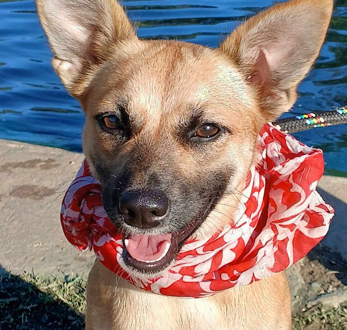 Photo of Emma - super docile and calm