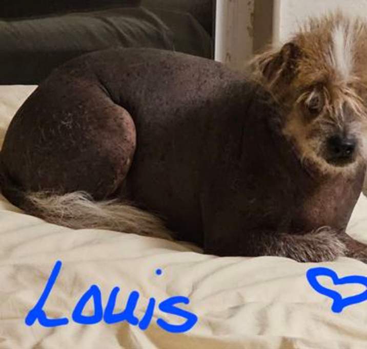 Photo of Louis