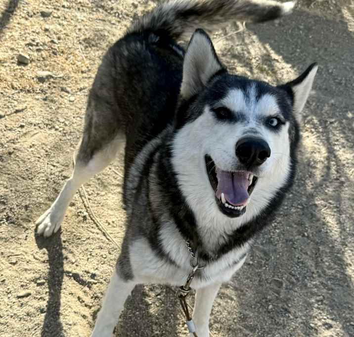 Photo of Shadow