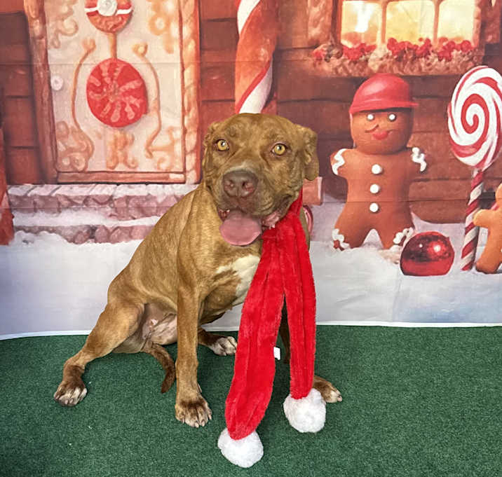 Photo of Skittles