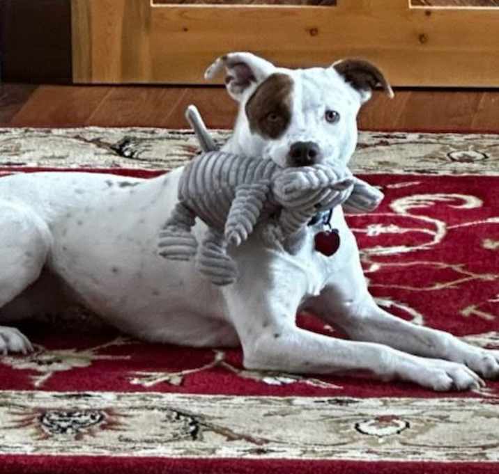 Photo of Izzy